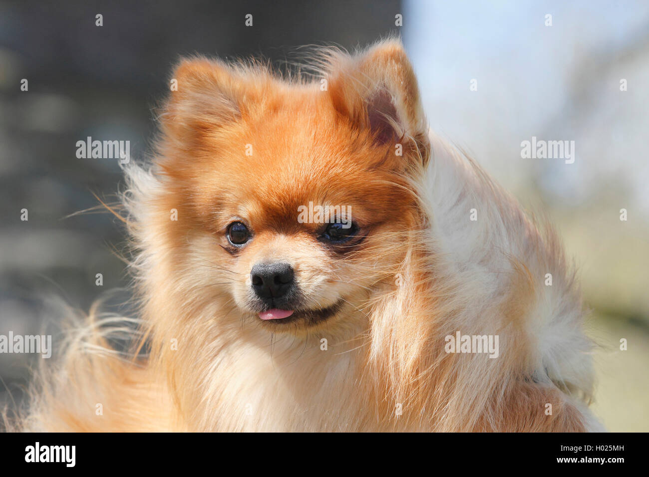 Pomerania (Canis lupus f. familiaris), ritratto di 1,5 anni cane maschio, Germania Foto Stock