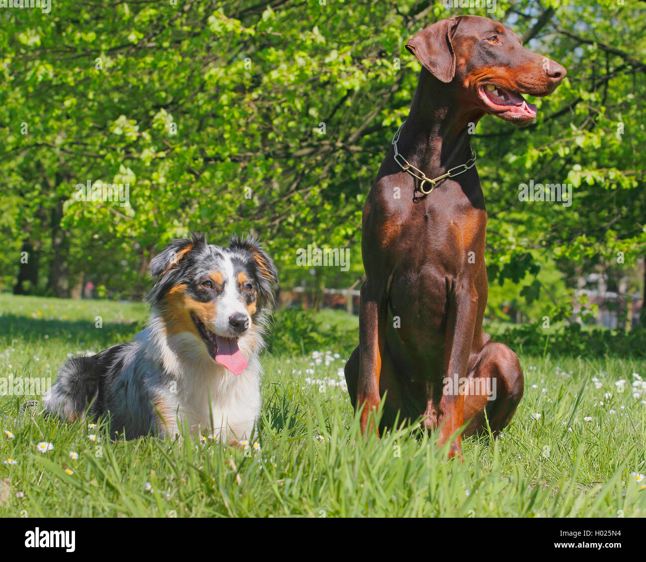 Pastore australiano (Canis lupus f. familiaris), 19 Monate alter pastore australiano liegt auf der Wiese mit 3 Jahre altem braun Foto Stock