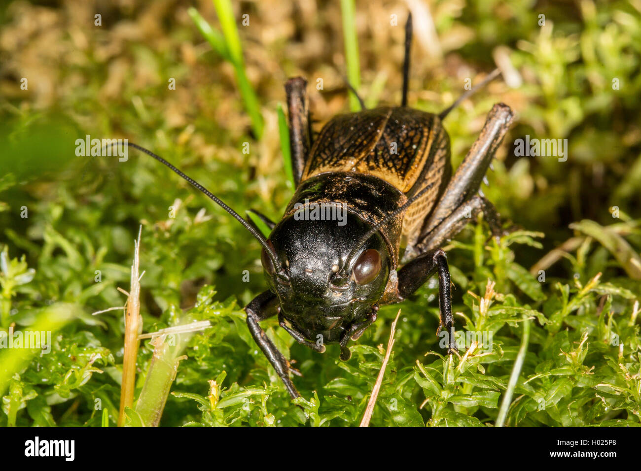 Campo cricket (Gryllus campestris), femmina, vista da vicino, in Germania, in Baviera Foto Stock