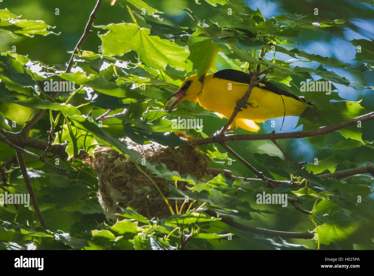 Pirol (Oriolus oriolus), Maennchen entfernt Kotballen vom nido, Deutschland, Bayern | rigogolo (Oriolus oriolus), maschio remo Foto Stock