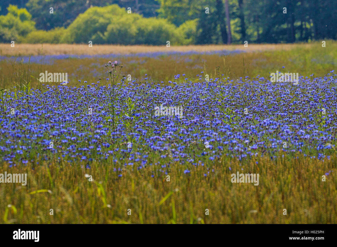 Laurea di primo livello pulsante, bluebottle, Fiordaliso (Centaurea cyanus), denso cornflowers in fiore in un campo di grano, in Germania, in Baviera Foto Stock