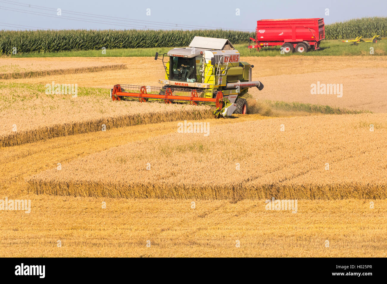 Pane di frumento, coltivati frumento (Triticum aestivum), il campo di grano, raccolto con un harvester, in Germania, in Baviera, Isental Foto Stock