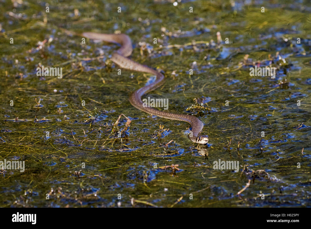 Biscia dal collare (Natrix natrix), nuoto over dense waterweeds, vista frontale, in Germania, in Baviera Foto Stock