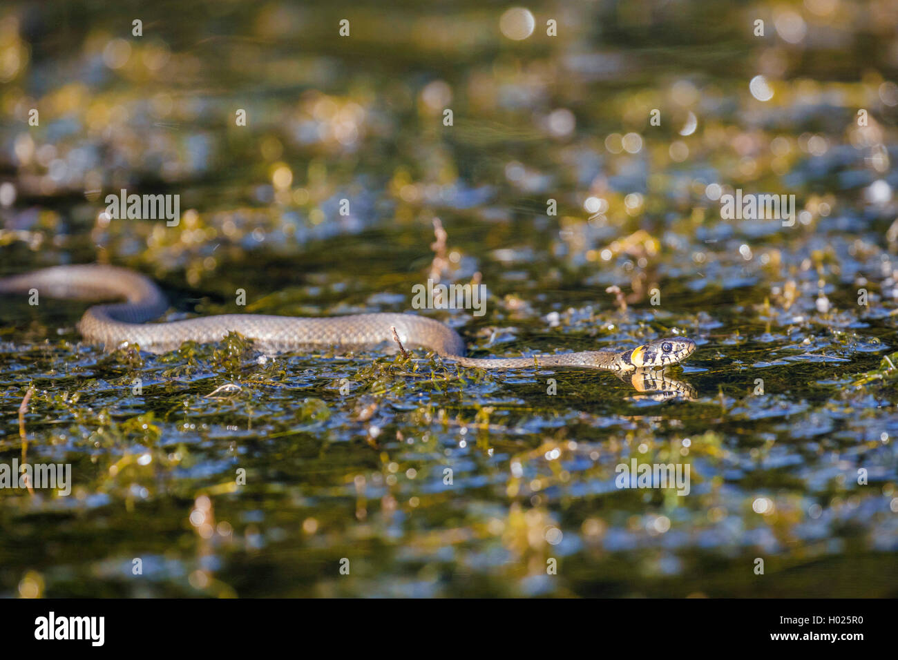 Biscia dal collare (Natrix natrix), nuoto over dense waterweeds, vista laterale, in Germania, in Baviera Foto Stock