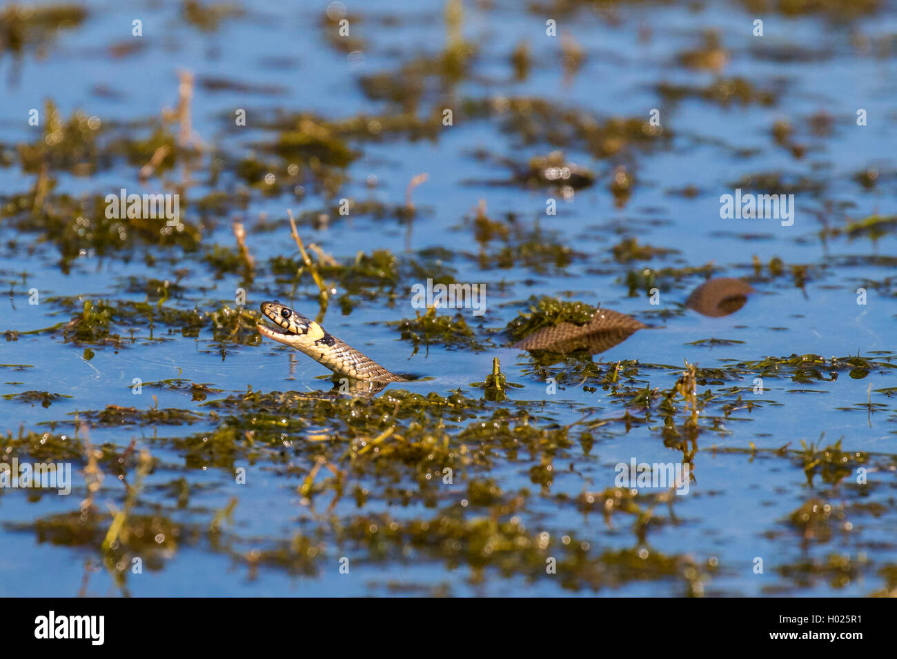 Biscia dal collare (Natrix natrix), nuoto over dense waterweeds, vista laterale, in Germania, in Baviera Foto Stock
