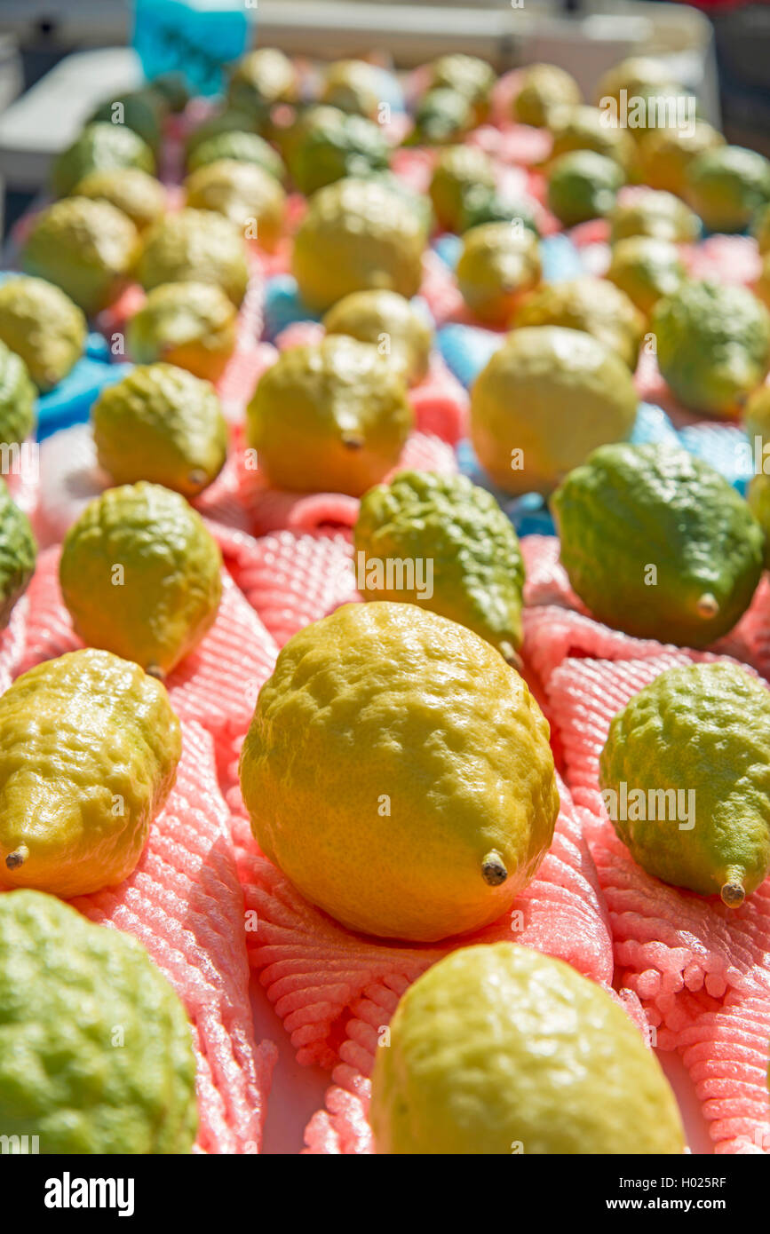 Etrog al mercato per la festa ebraica Sukkot Foto Stock