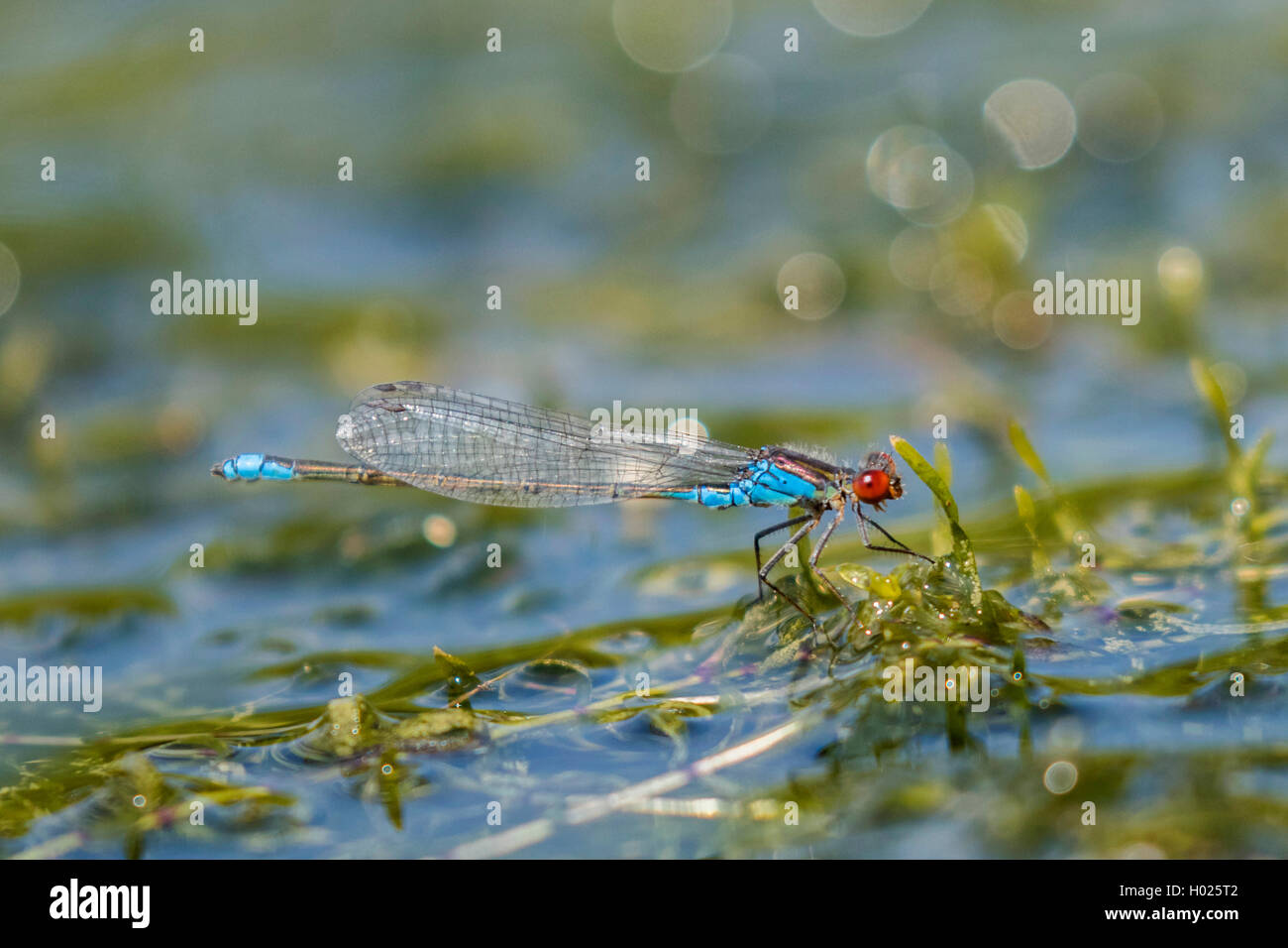 Minor red-eyed damselfly (continentale) (Erythromma viridulum), maschio sull'acqua pantaloni, vista laterale, in Germania, in Baviera Foto Stock