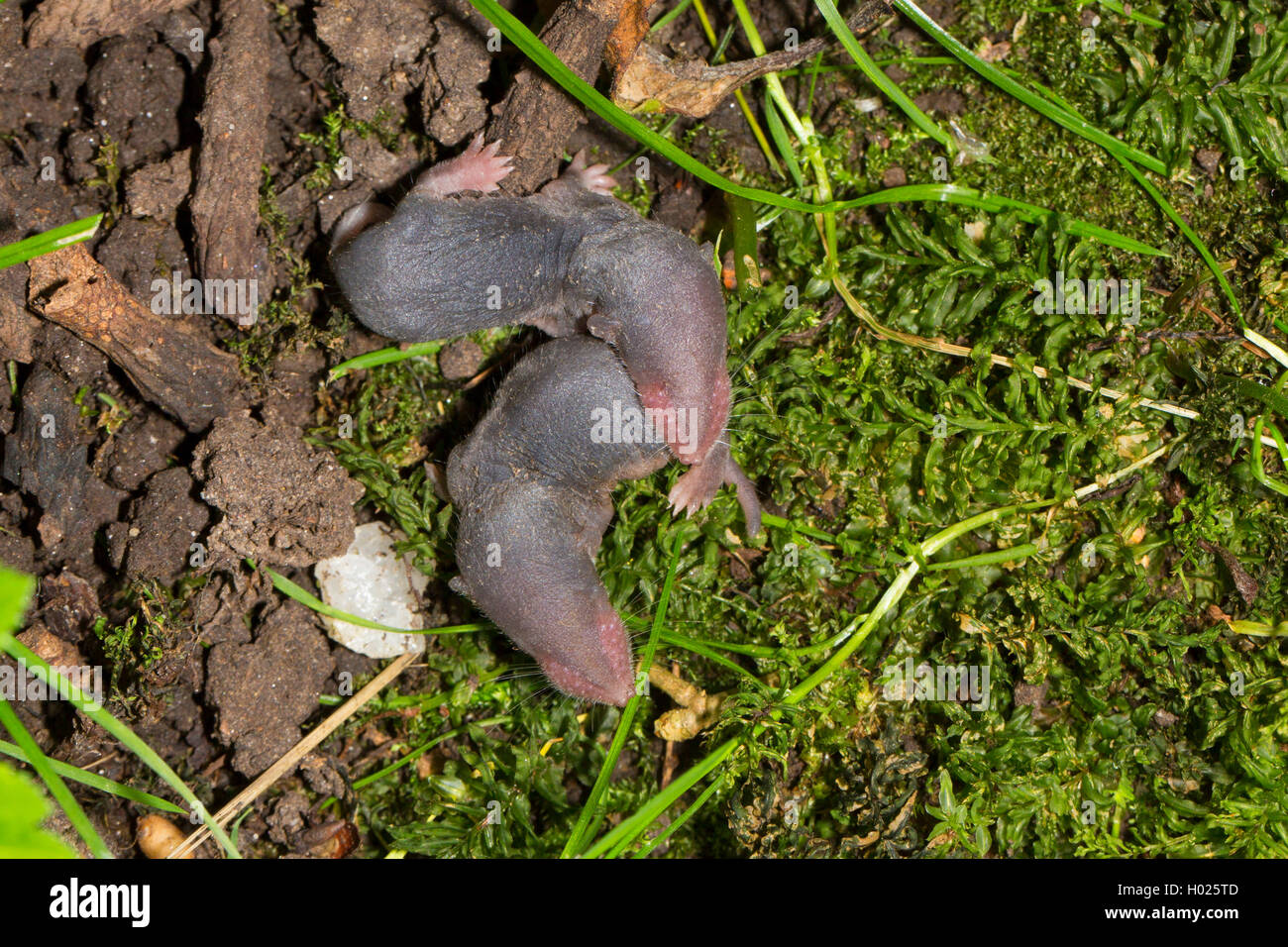Gartenspitzmaus, Garten-Spitzmaus (Crocidura suaveolens), zwei noch blinde Jungtiere, Deutschland, Bayern | minor white-dentata Foto Stock
