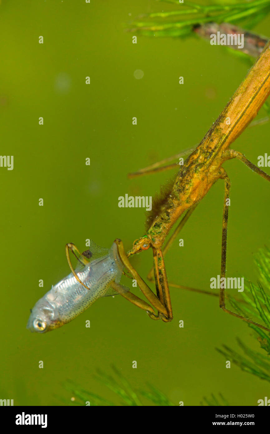 Acqua Stick insetto, lungo corposo acqua Scorpion, Ago Bug (Ranatra linearis), mangiando un giovane predati breme, mezza lunghezza ritratto, Germania Foto Stock