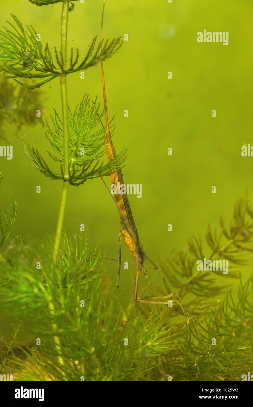 Acqua Stick insetto, lungo corposo acqua Scorpion, Ago Bug (Ranatra linearis), al mouse-ear chickweed, Germania Foto Stock