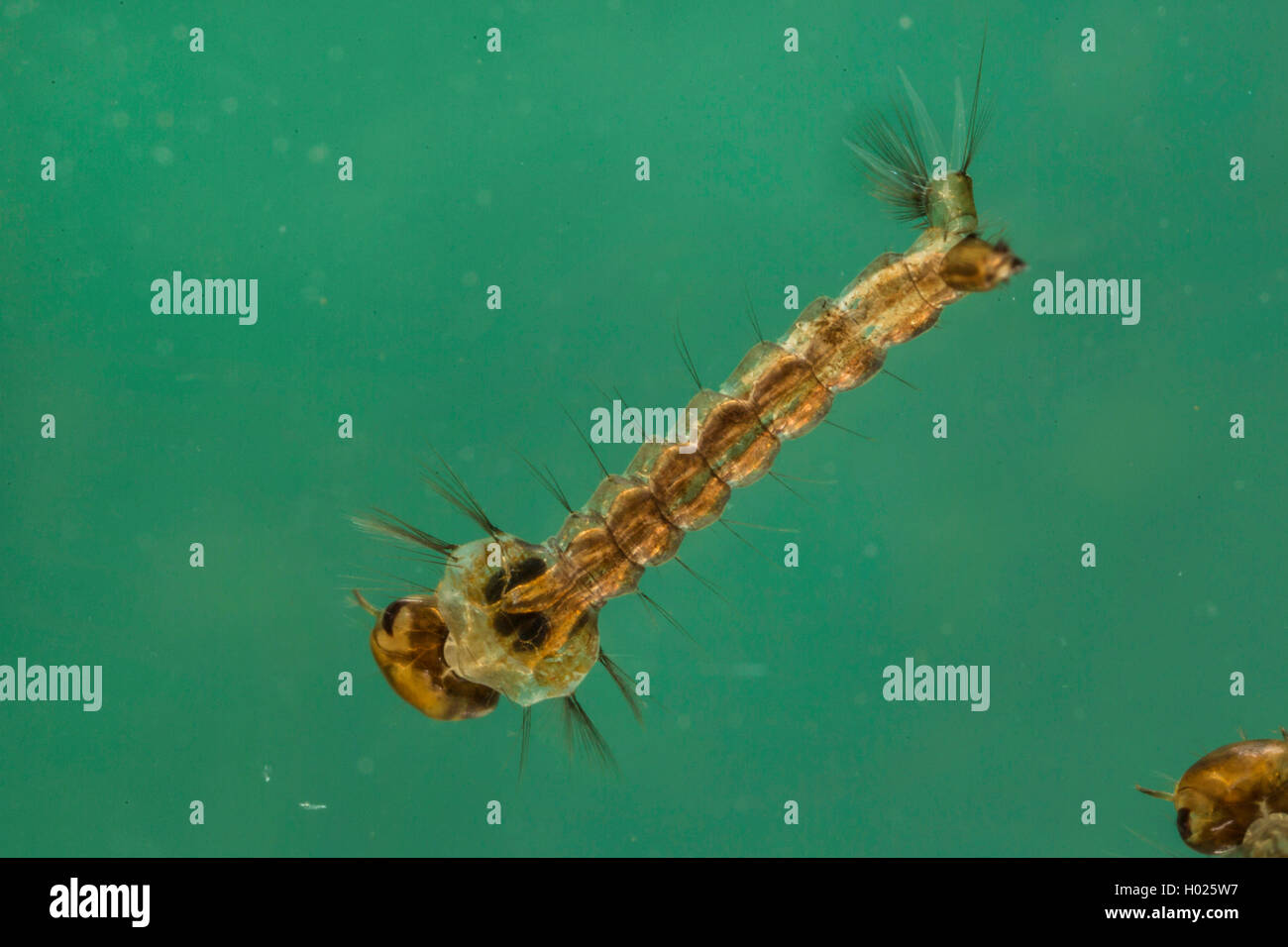 Zanzare e moscerini (Culicidae), larva, vista da sopra, Germania Foto Stock