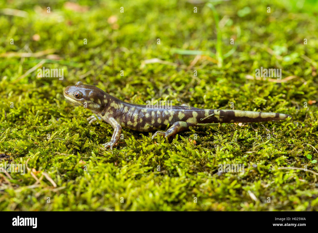 Eastern tiger salamander (Ambystoma tiginum), capretti Foto Stock