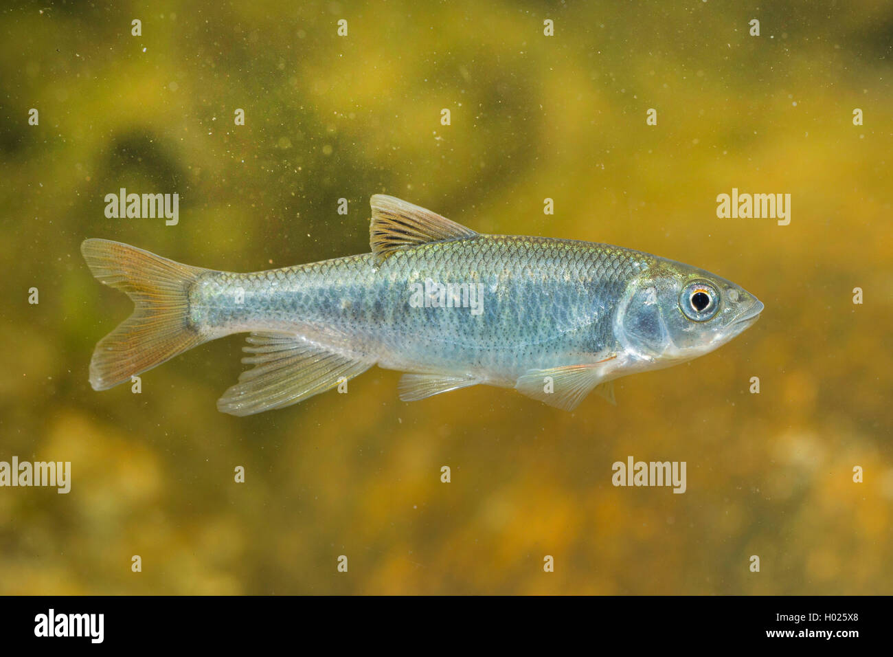 Opsariichthys evolans (Opsariichthys evolans), maschio Foto Stock