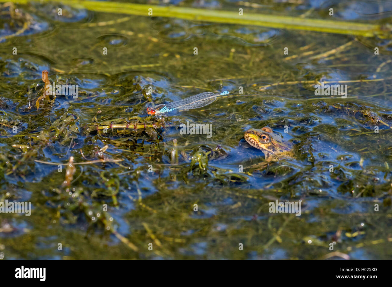 Minor red-eyed damselfly (continentale) (Erythromma viridulum), maschio in agguato da una rana, in Germania, in Baviera Foto Stock