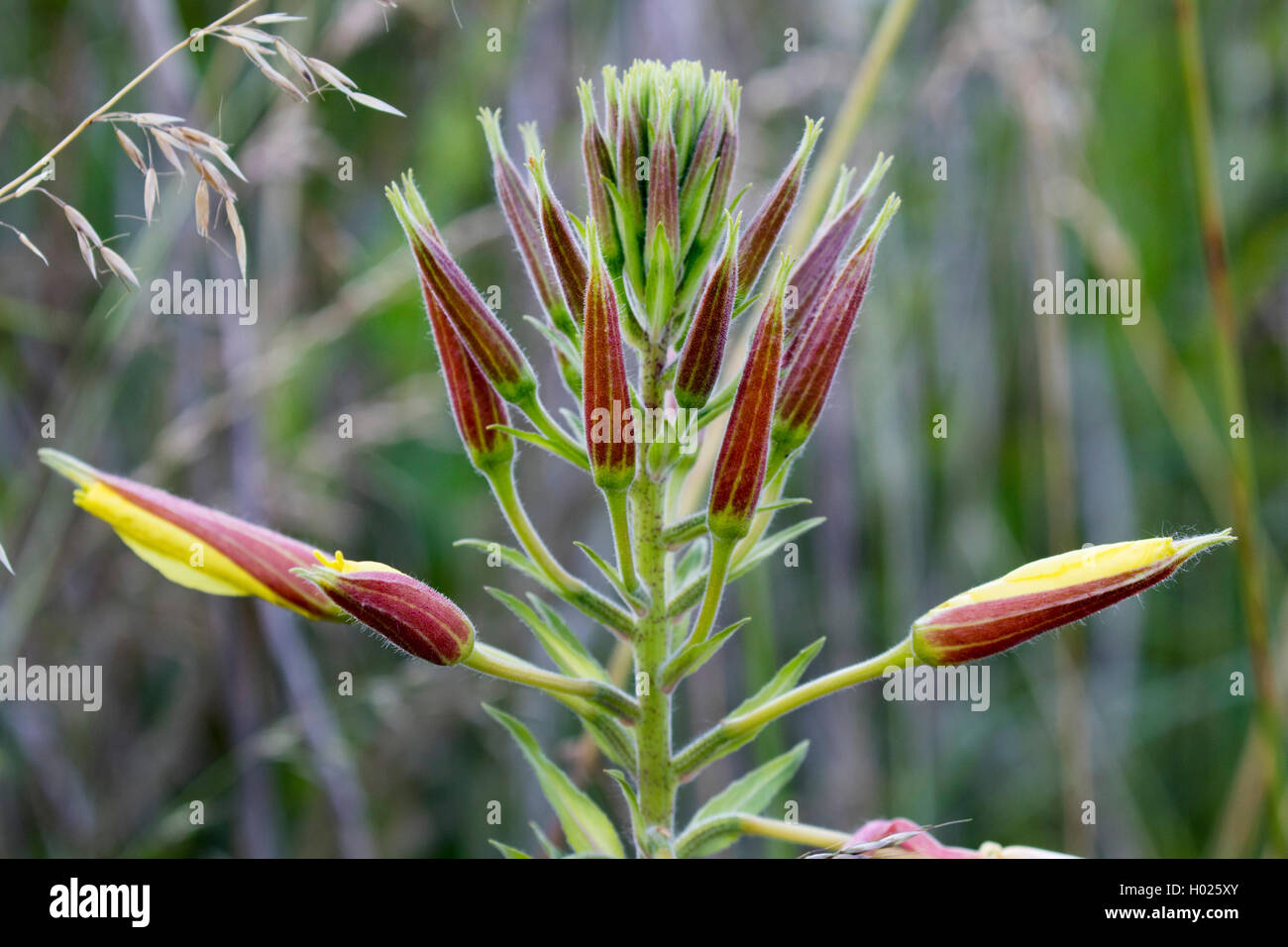 Serata Large-Flowered, Red-Sepaled Evening-Primrose, Large-Leaved olio di Evening Primerose (oenothera glazioviana, Oenothera erythrosepala), infiorescenza a BUD, in Germania, in Baviera Foto Stock