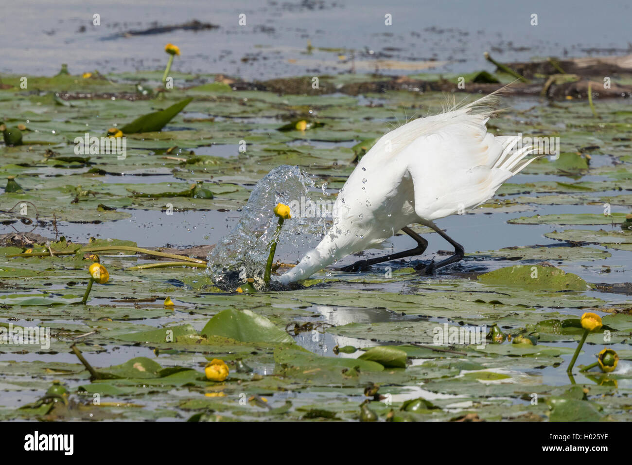Airone bianco maggiore, Airone bianco maggiore (Egretta alba, Casmerodius Albus, Ardea alba), la caccia tra stagno gigli, in Germania, in Baviera, il Lago Chiemsee Foto Stock