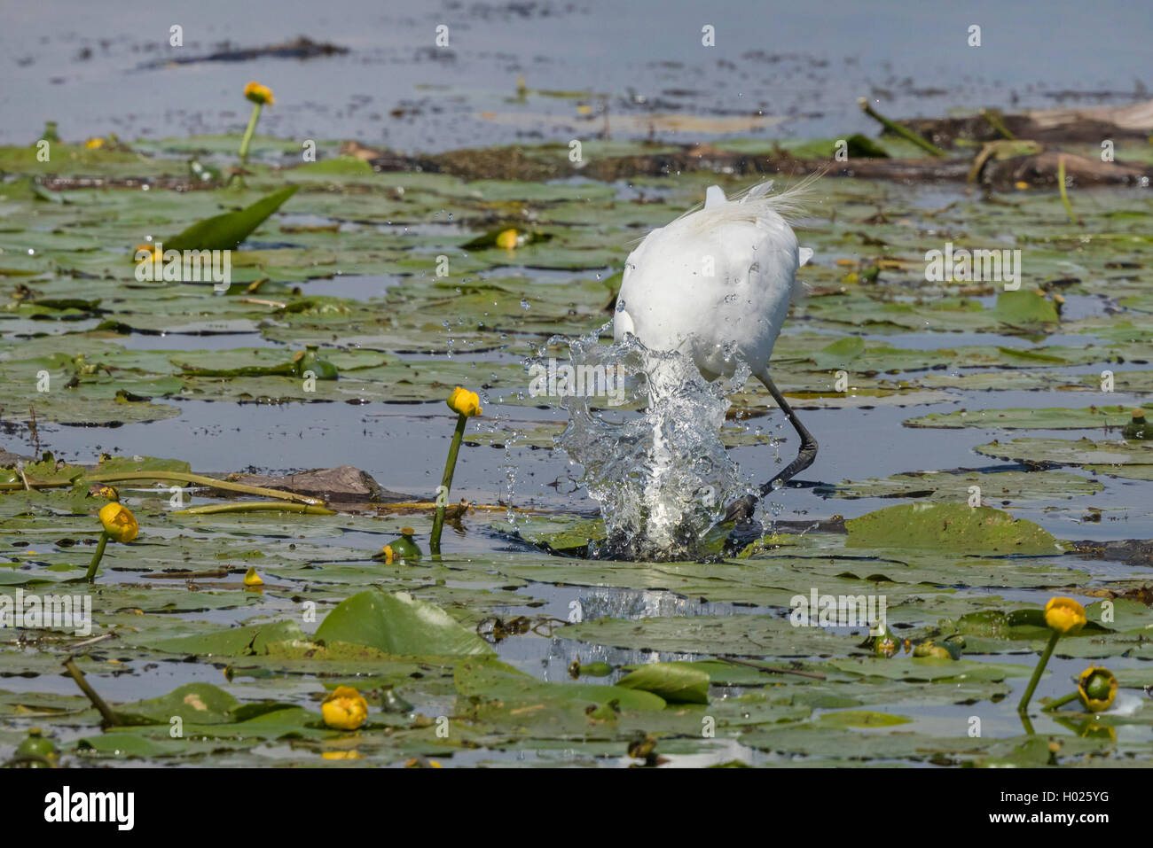 Airone bianco maggiore, Airone bianco maggiore (Egretta alba, Casmerodius Albus, Ardea alba), la caccia tra stagno gigli, in Germania, in Baviera, il Lago Chiemsee Foto Stock