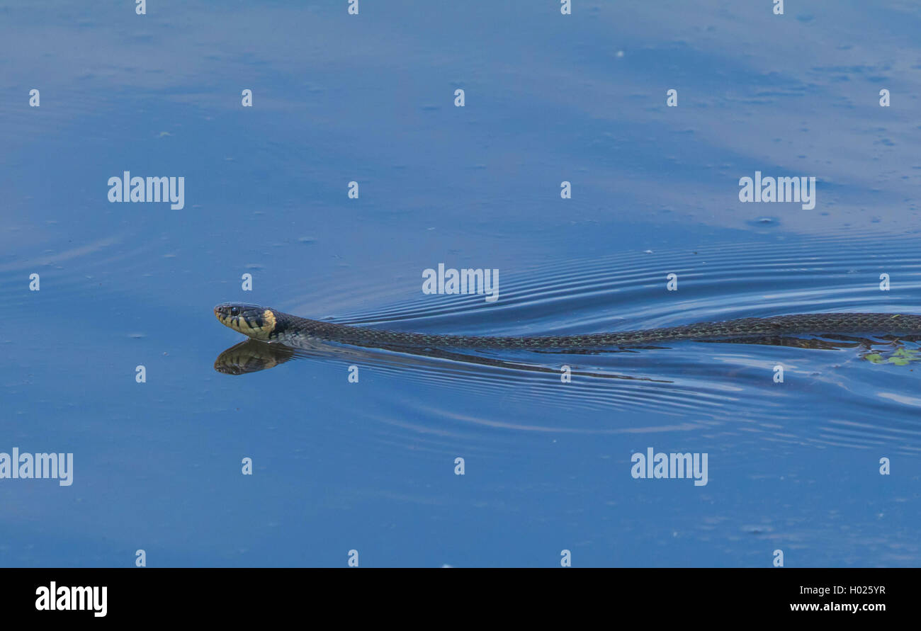 Biscia dal collare (Natrix natrix), nuoto, in Germania, in Baviera Foto Stock