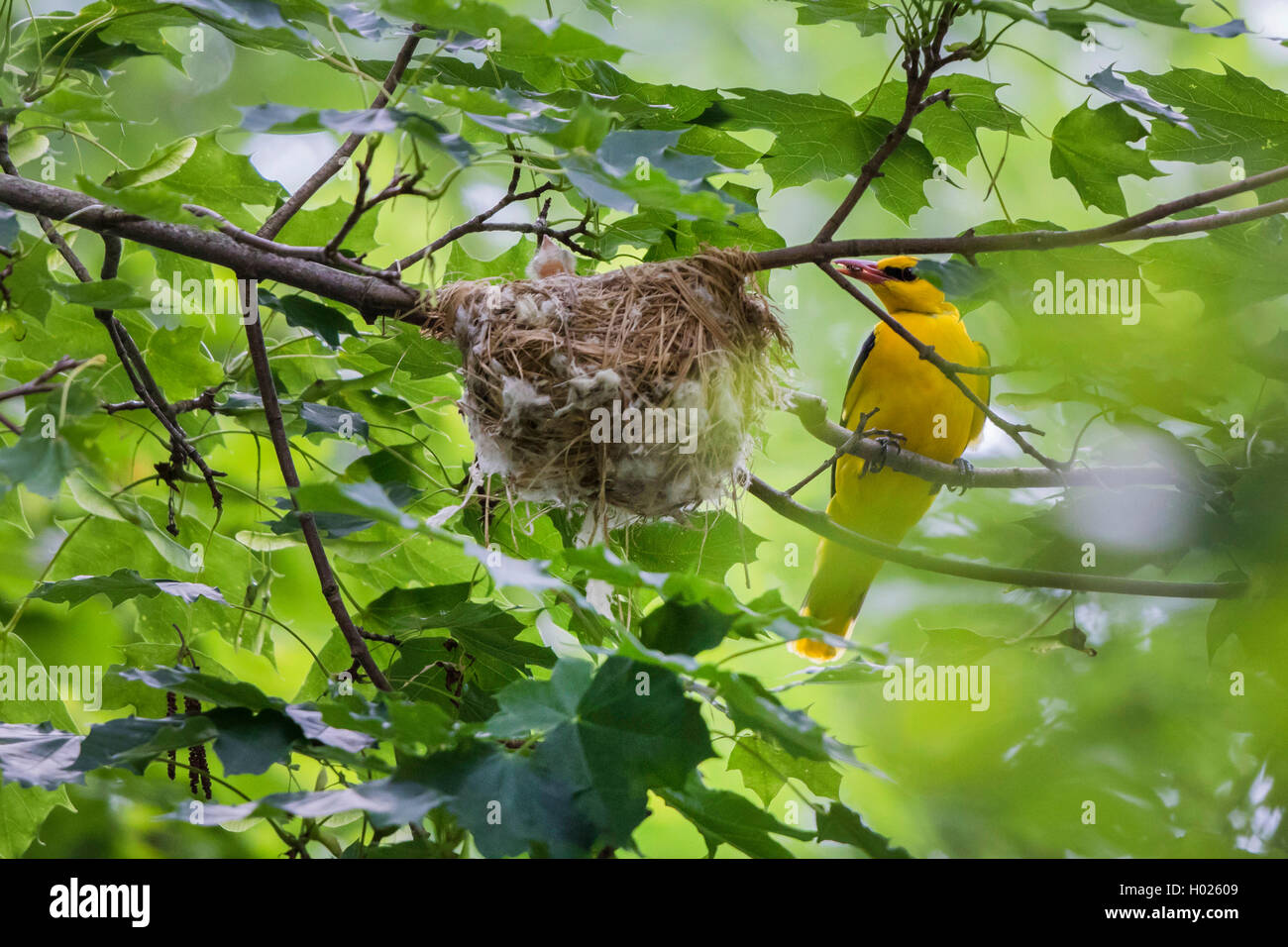 Rigogolo (Oriolus oriolus), maschio con foraggi a nido, in Germania, in Baviera, Isental Foto Stock