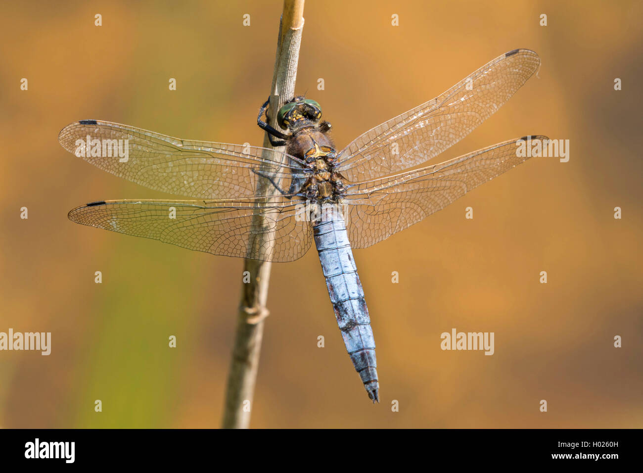 Nero-tailed skimmer (Orthetrum cancellatum), maschio, in Germania, in Baviera Foto Stock