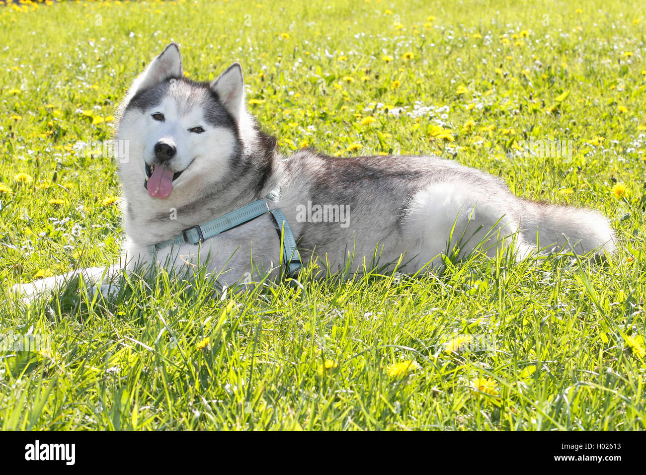 Siberian Husky (Canis lupus f. familiaris), dieci anni cane maschio giacente in un prato, Germania Foto Stock