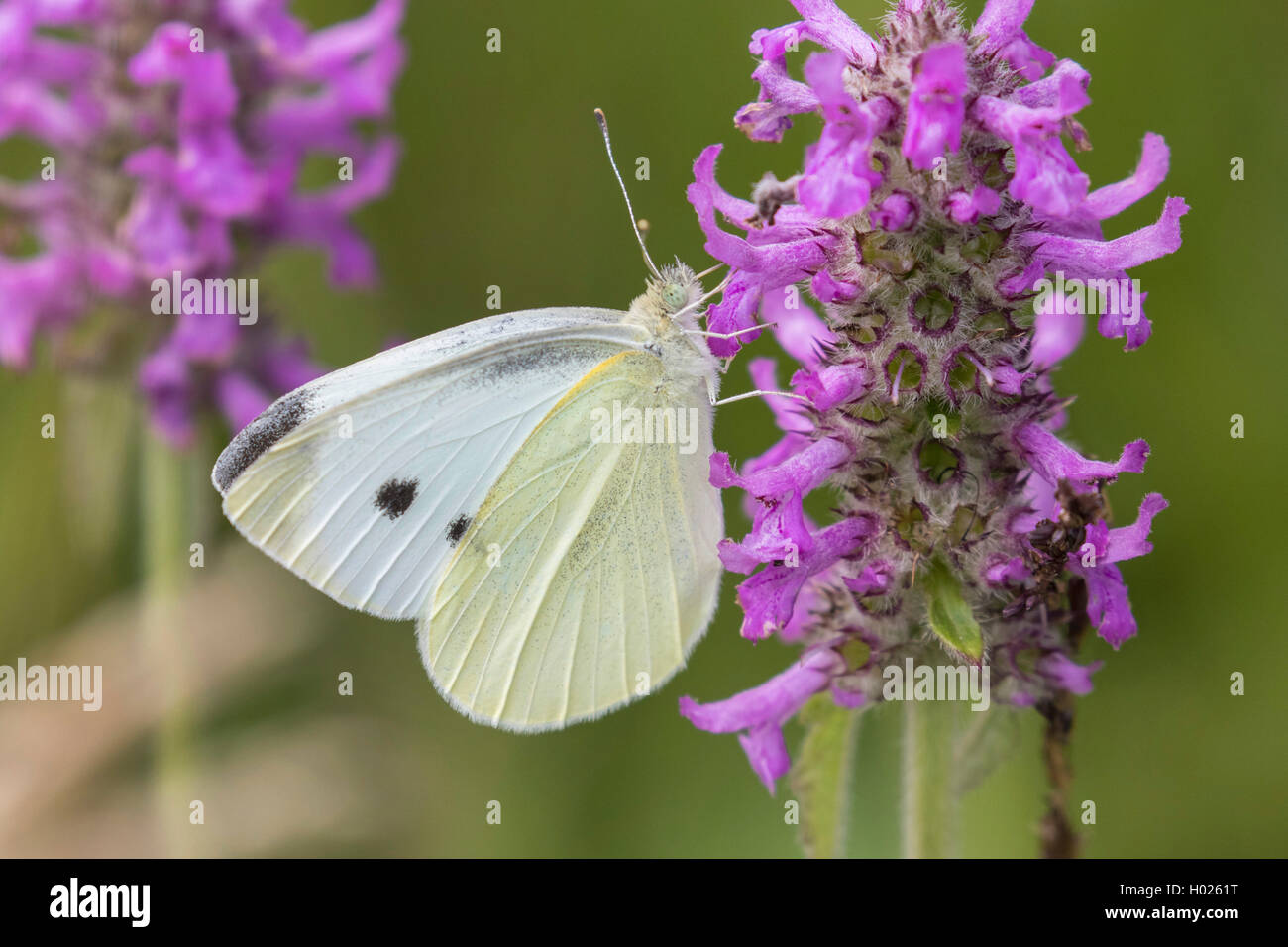 Grande bianco (Sarcococca brassicae), femmina di bere il nettare da viola betony, in Germania, in Baviera Foto Stock