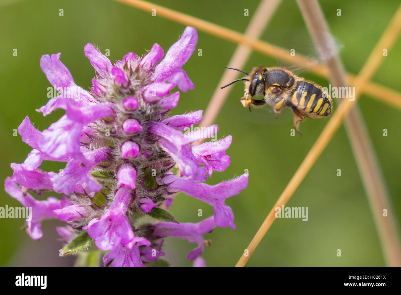 Piccolo anthid bee, carda lana (Rhodanthidium siculum, Anthidium siculum), battenti di Purple betony, in Germania, in Baviera Foto Stock