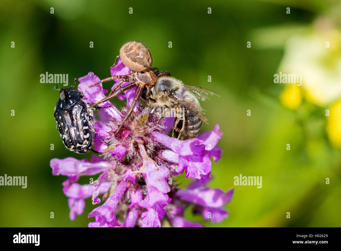 Ragni granchio (Thomisidae), con catturato bee, in Germania, in Baviera Foto Stock