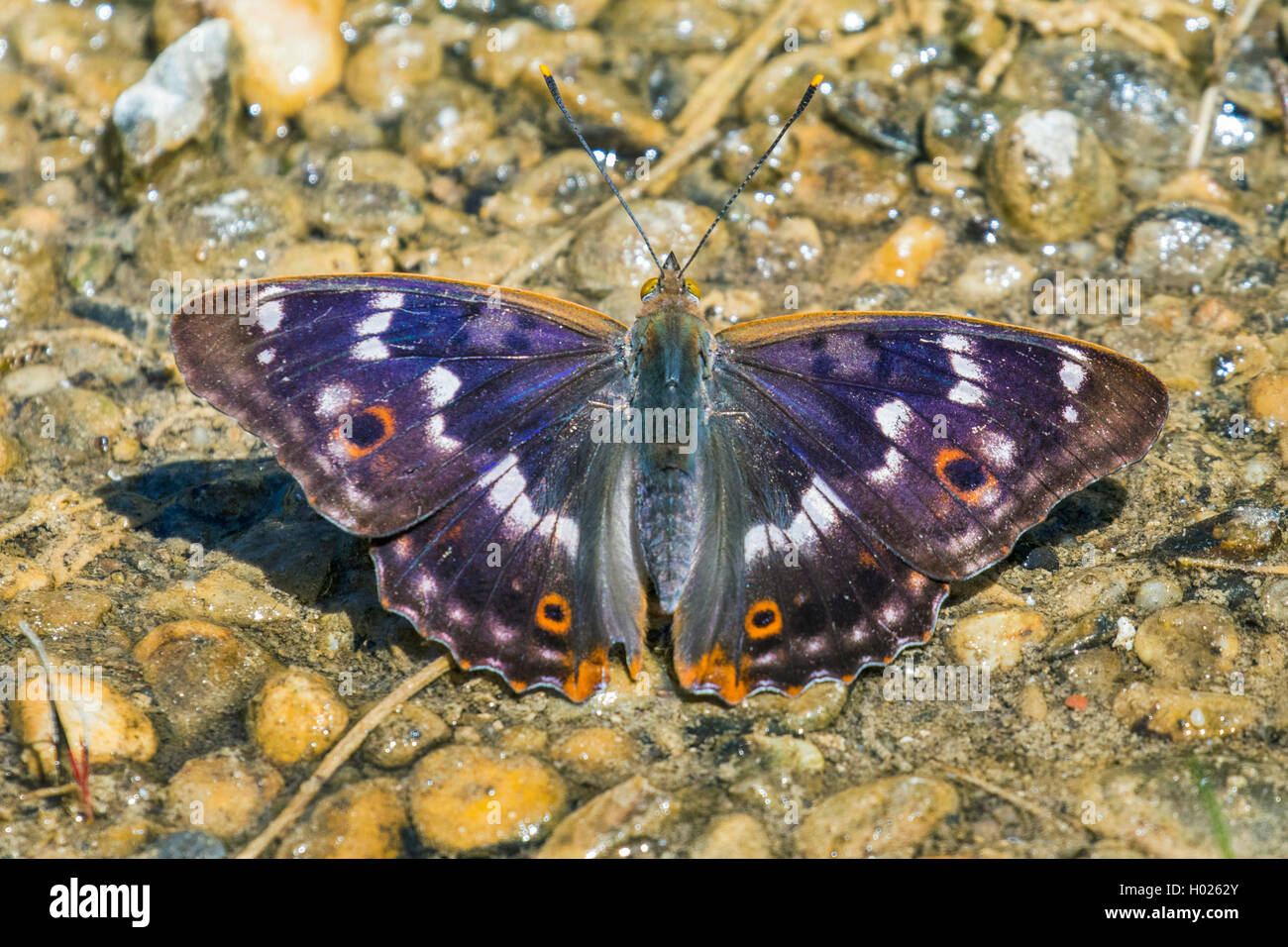 Minor viola imperatore (Apatura ilia, Apatura barcina), bere minerali, in Germania, in Baviera Foto Stock