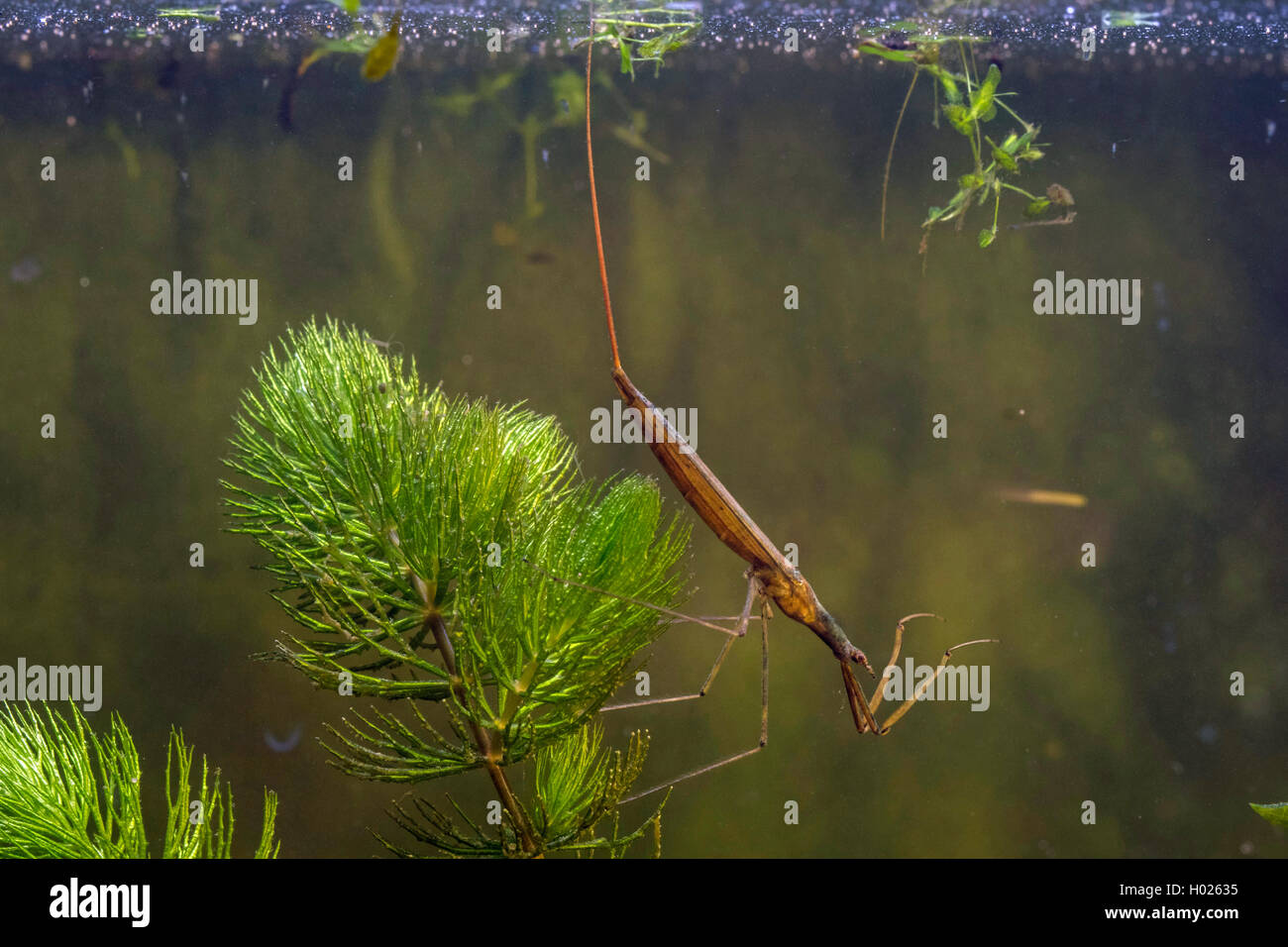 Acqua Stick insetto, lungo corposo acqua Scorpion, Ago Bug (Ranatra linearis), taling respiro con il suo tubo di respirazione, Germania Foto Stock