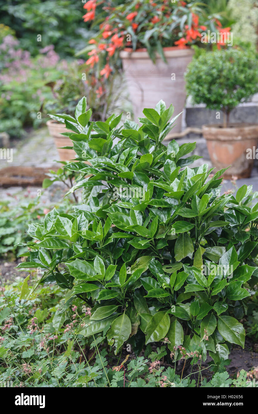 Aucuba, Spottet Laurel (Aucuba japonica 'Rozannie', Aucuba japonica Rozannie), cultivar Rozannie, Germania, Sassonia Foto Stock
