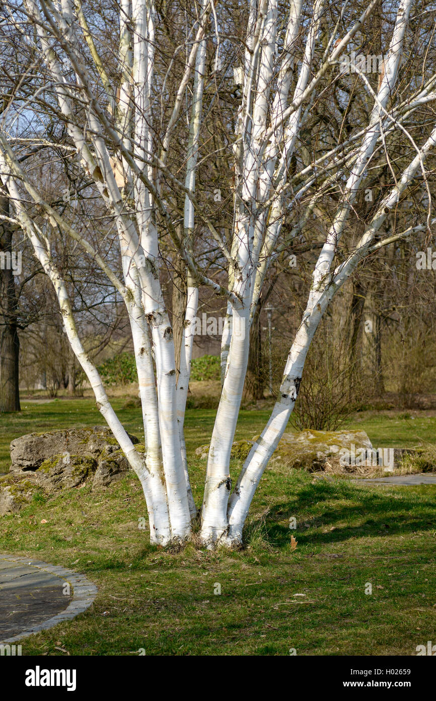White abbaiato Himalayan Birch (Betula utilis 'Doorenbos', Betula utilis Doorenbos), tronchi, cultivar Doorenbos Foto Stock