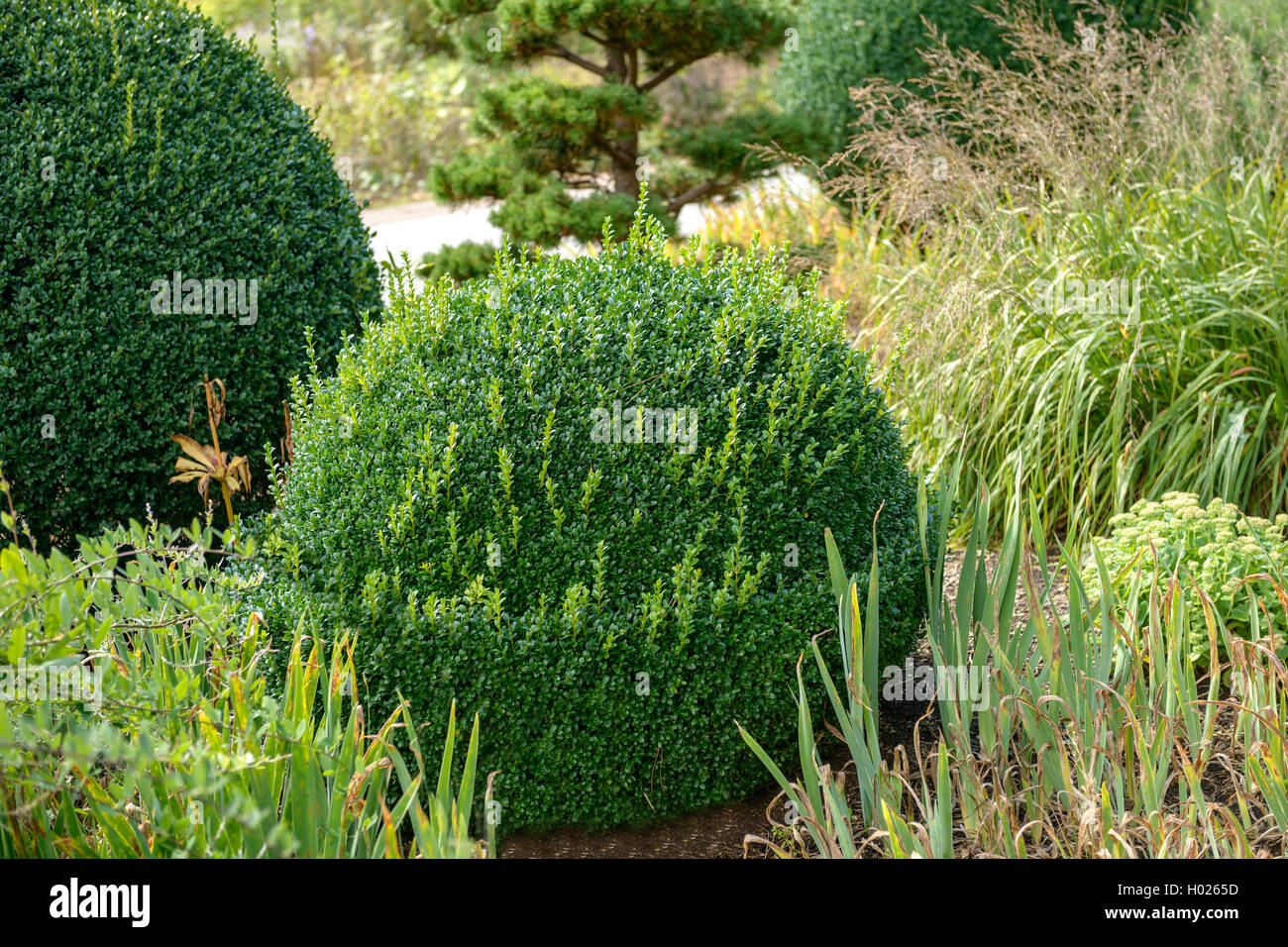 Casella di comune, bosso (Buxus sempervirens var. arborescens), glob formano, in Germania, in Renania settentrionale-Vestfalia Foto Stock