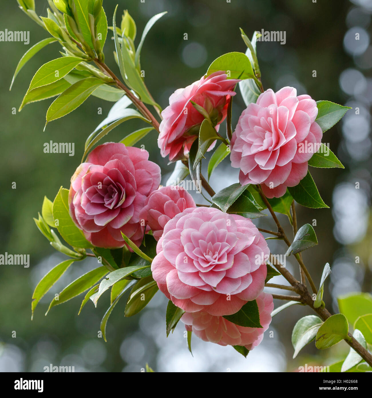 Japanese camellia (Camellia japonica "Tahiti", Camellia japonica Tahiti), cultivar Tahiti Foto Stock