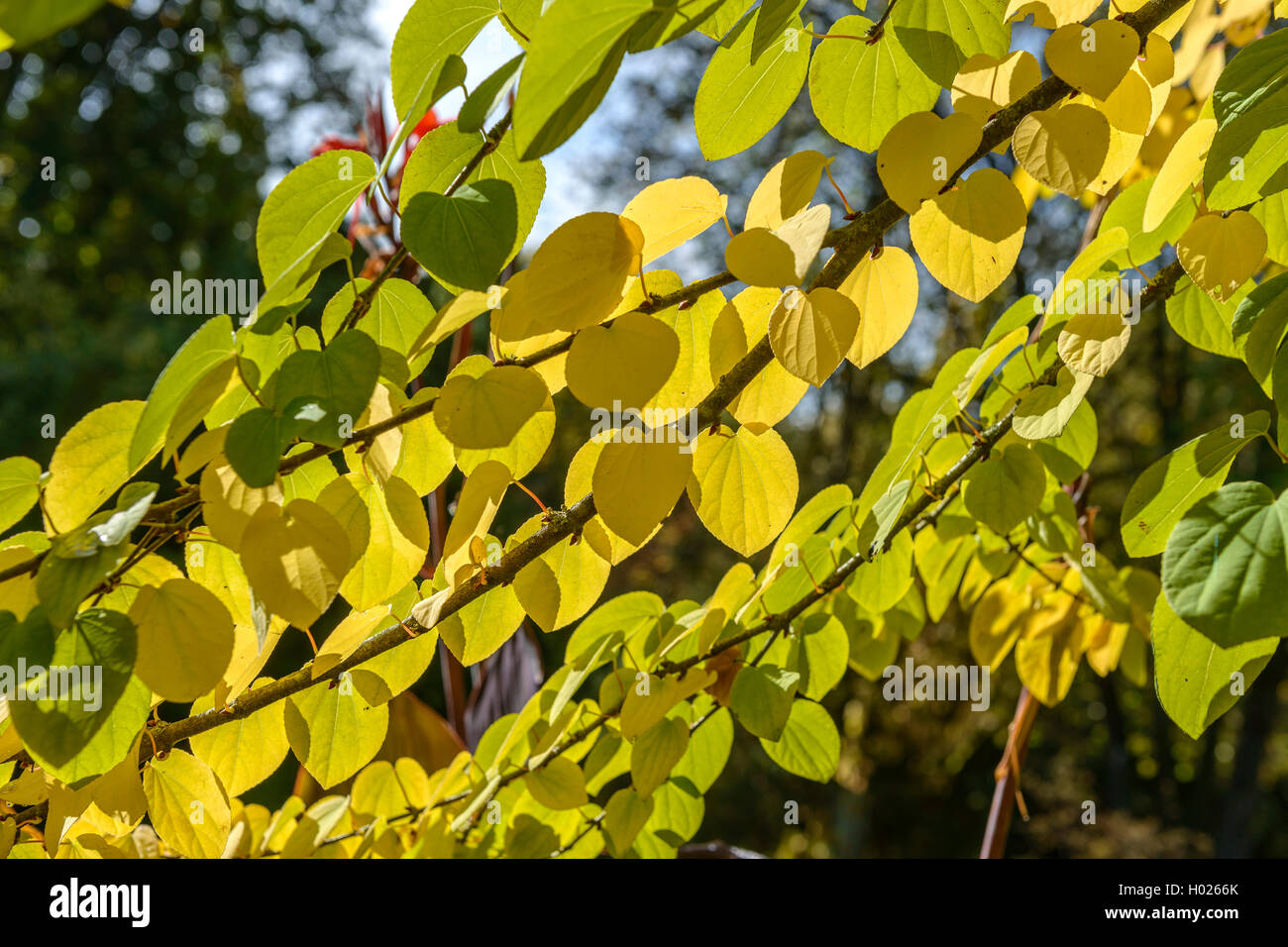 Katsura tree (Cercidiphyllum japonicum), filiale in autunno Foto Stock