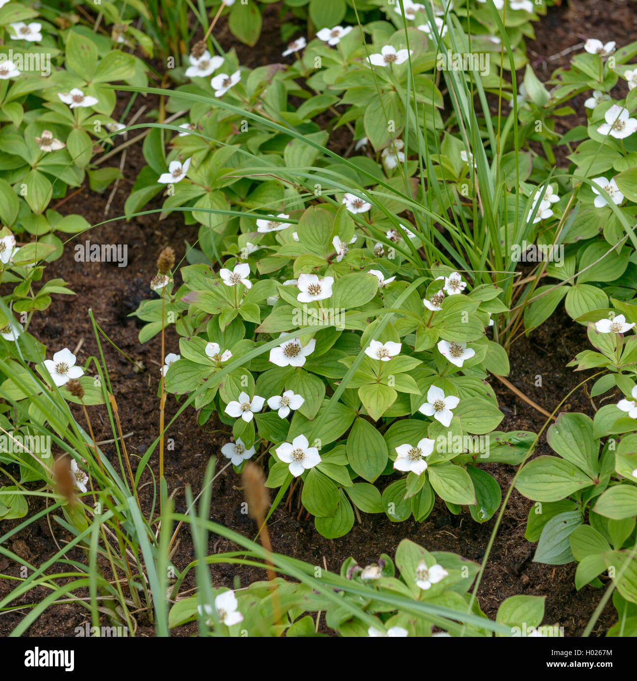 Bunchberry nana, corniolo (Cornus canadensis), fioritura Foto Stock