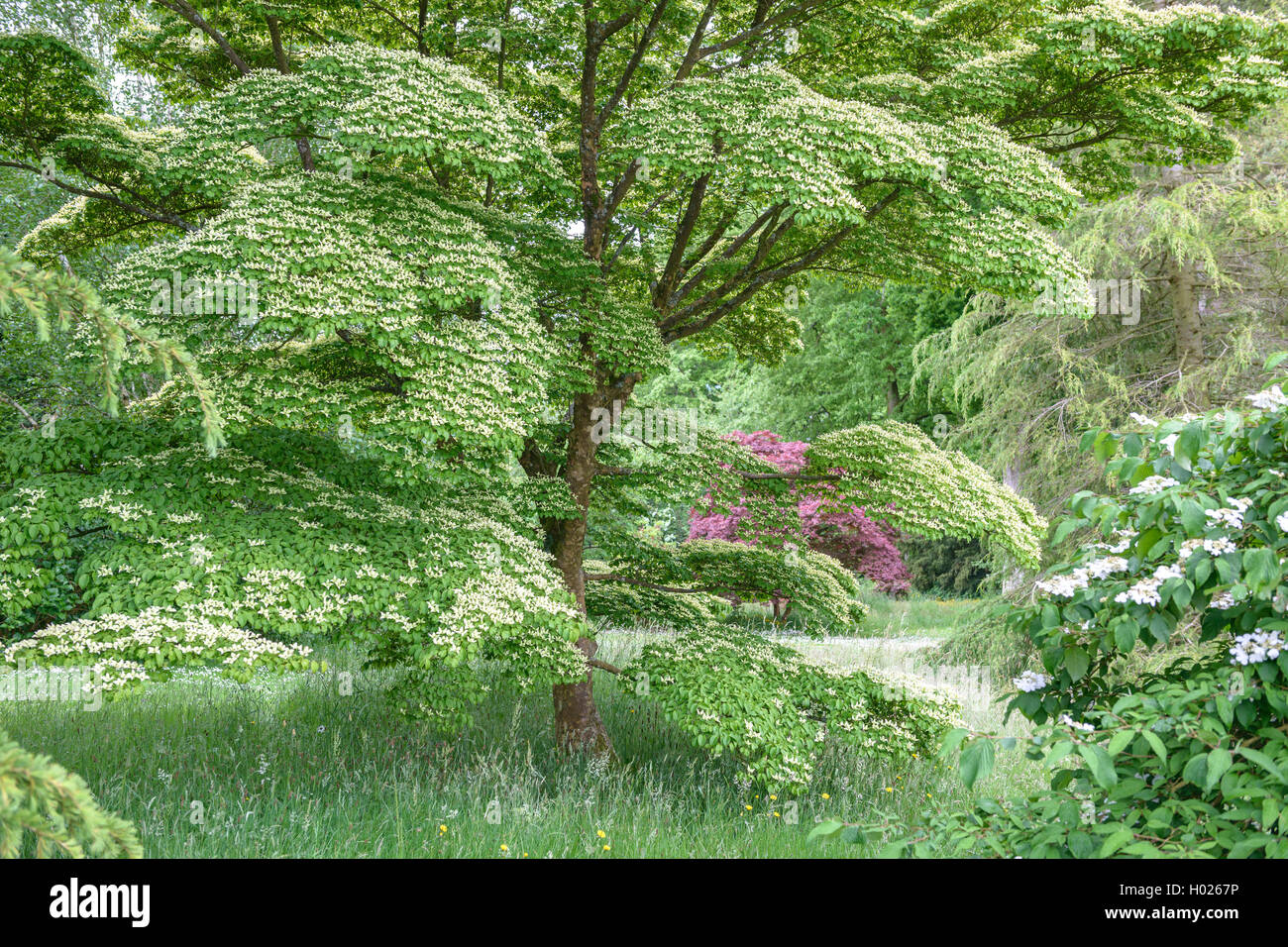 Kousa sanguinello, Giapponese Dogwwod (Cornus kousa), fioritura, Regno Unito Inghilterra Foto Stock