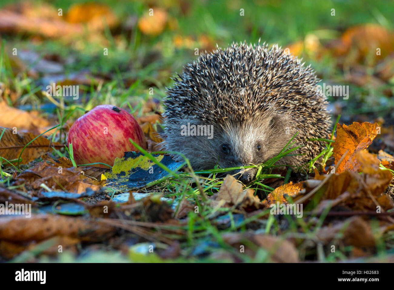 Europaeischer Igel, Westeuropaeischer Igel, Westigel, West-Igel, Braunbrustigel, Braunbrust-Igel (Erinaceus europaeus), neben ei Foto Stock