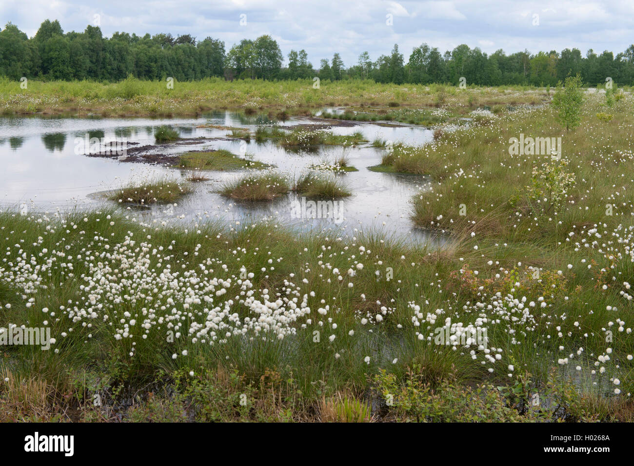 Hare's-tail cottongrass, Tussock cottongrass inguainati cottonsedge (Eriophorum vaginatum), stagno con fruitin cottongrass, Germania, Bassa Sassonia, Goldenstedter Moor Foto Stock