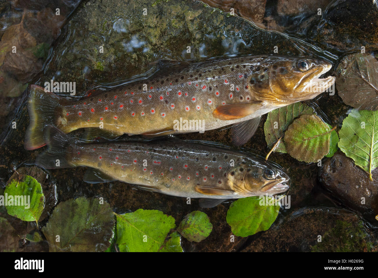 La trota fario trota di fiume, trota di fiume (Salmo trutta fario), due appena pescato trote giacente su pietre, vista laterale, Germania, Bassa Sassonia Foto Stock