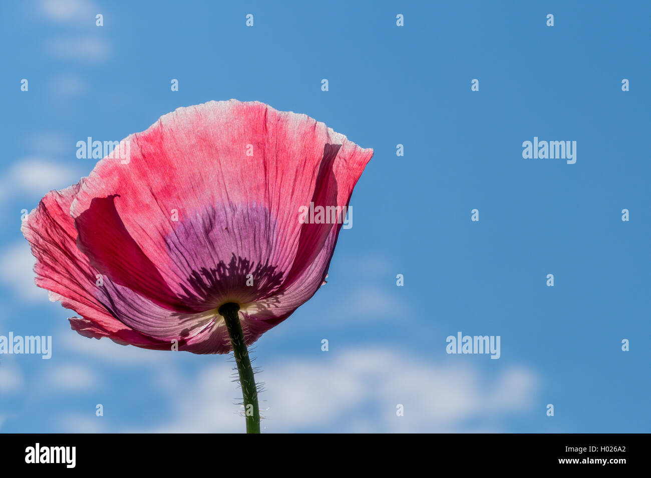 Papavero (Papaver somniferum), fiore gaianst cielo blu, Austria Foto Stock