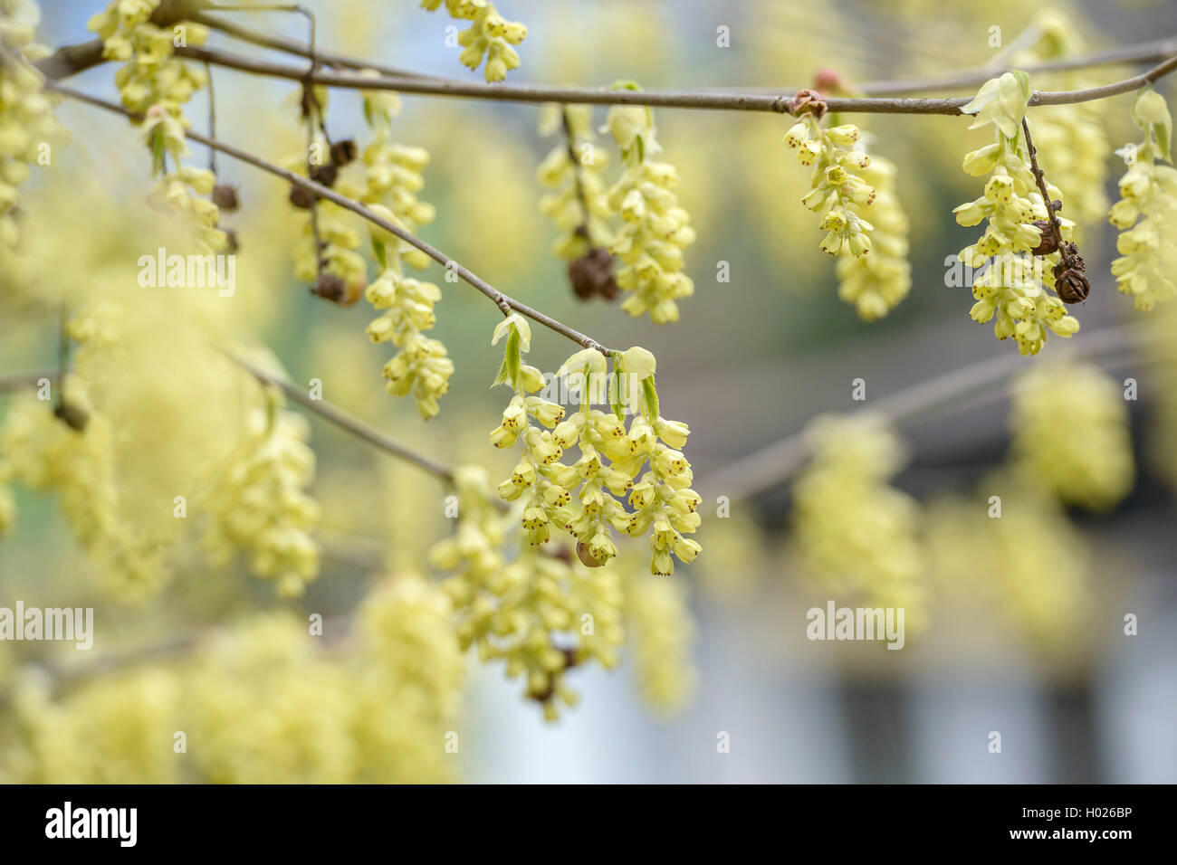 Inverno cinese Hazel (Corylopsis sinensis), filiale di fioritura, Svizzera Foto Stock
