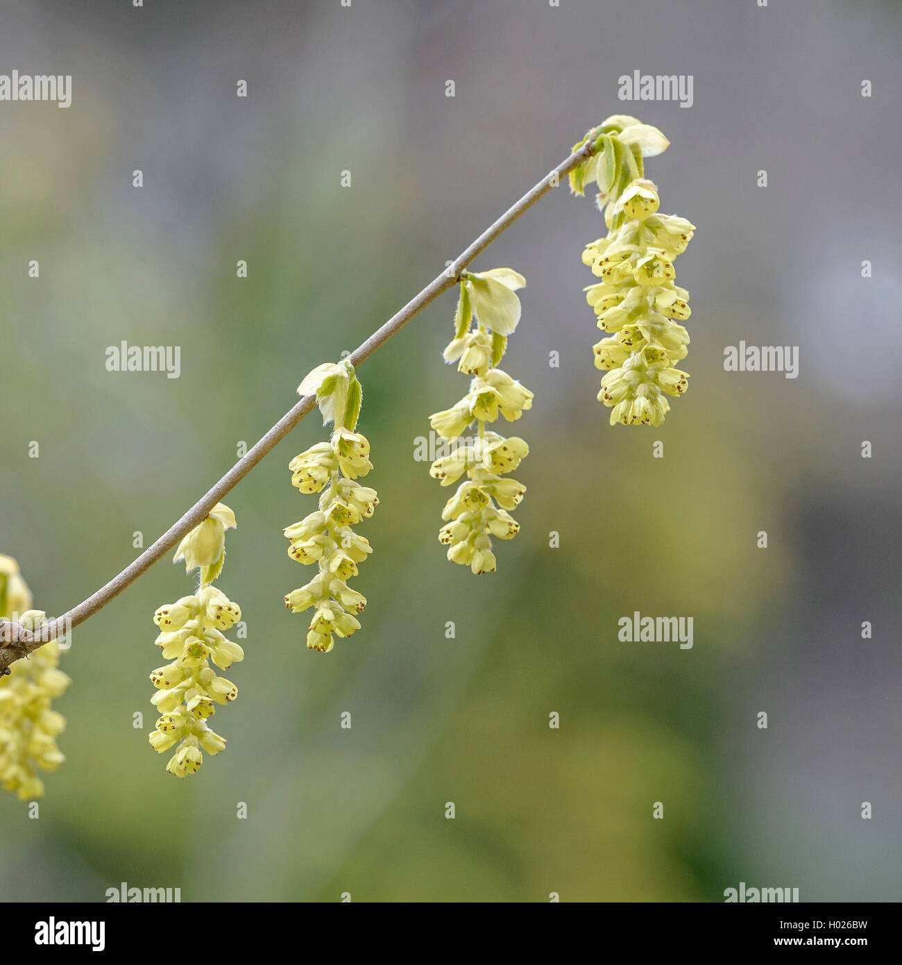 Inverno cinese Hazel (Corylopsis sinensis), filiale di fioritura Foto Stock