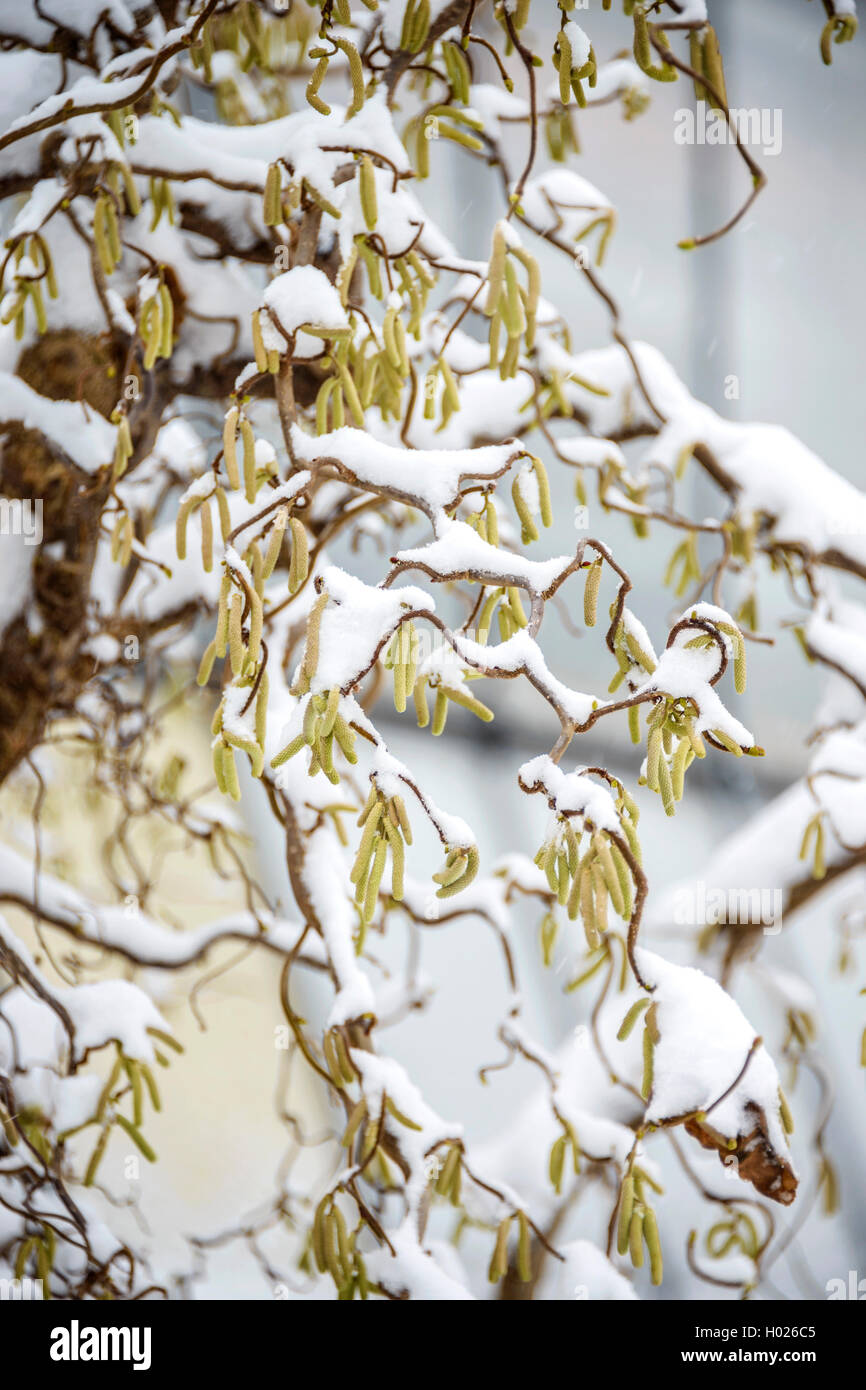 Struttura di cavatappi Hazel , comune nocciolo (Corylus avellana "Contorta', Corylus avellana contorta), il ramo con le gemme con neve, Germania, Sassonia Foto Stock