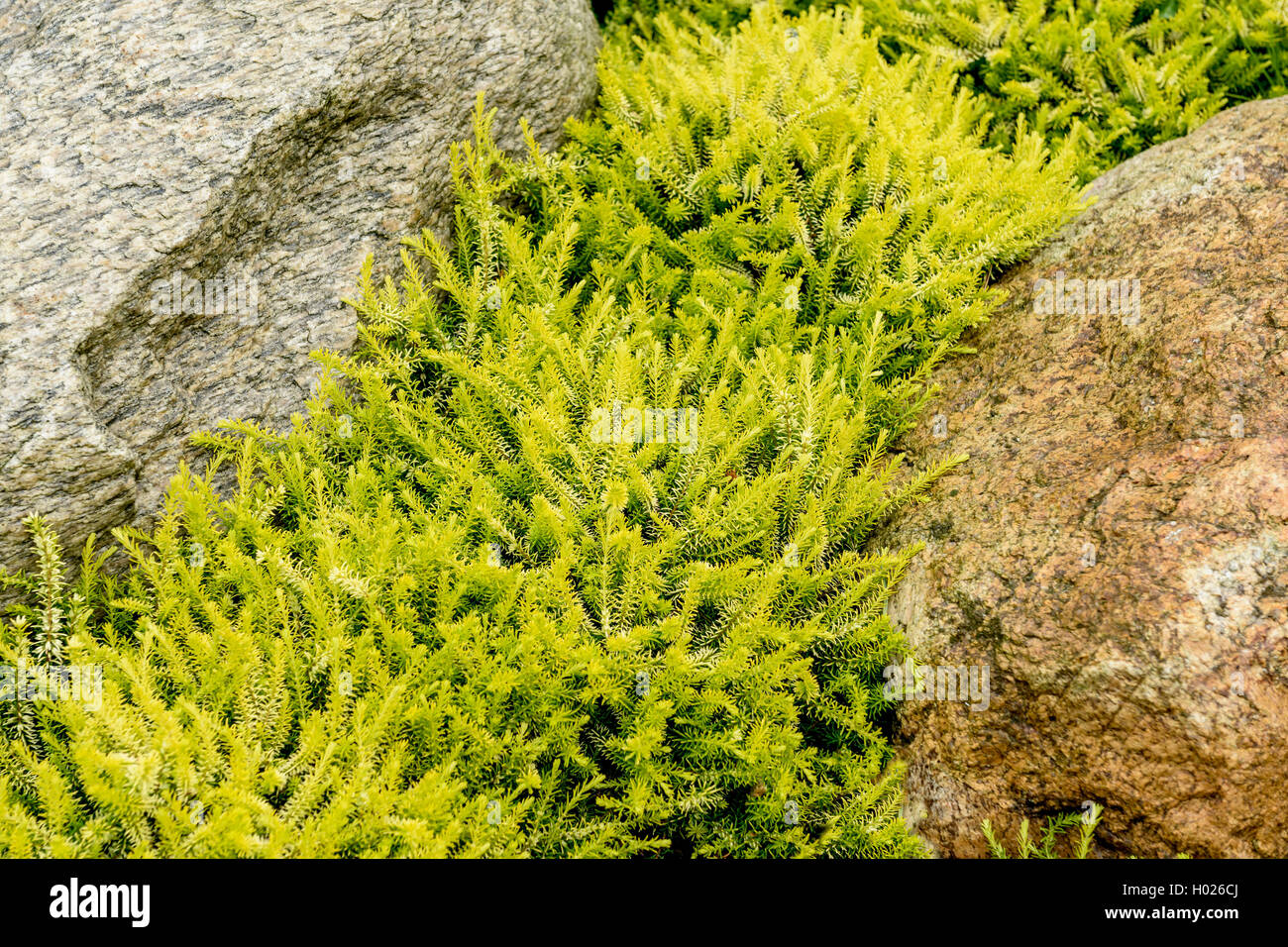 La molla di erica (Erica carnea 'Golden Starlet", Erica carnea Golden Starlet), cultivar Golden Starlet, Germania, Bassa Sassonia Foto Stock