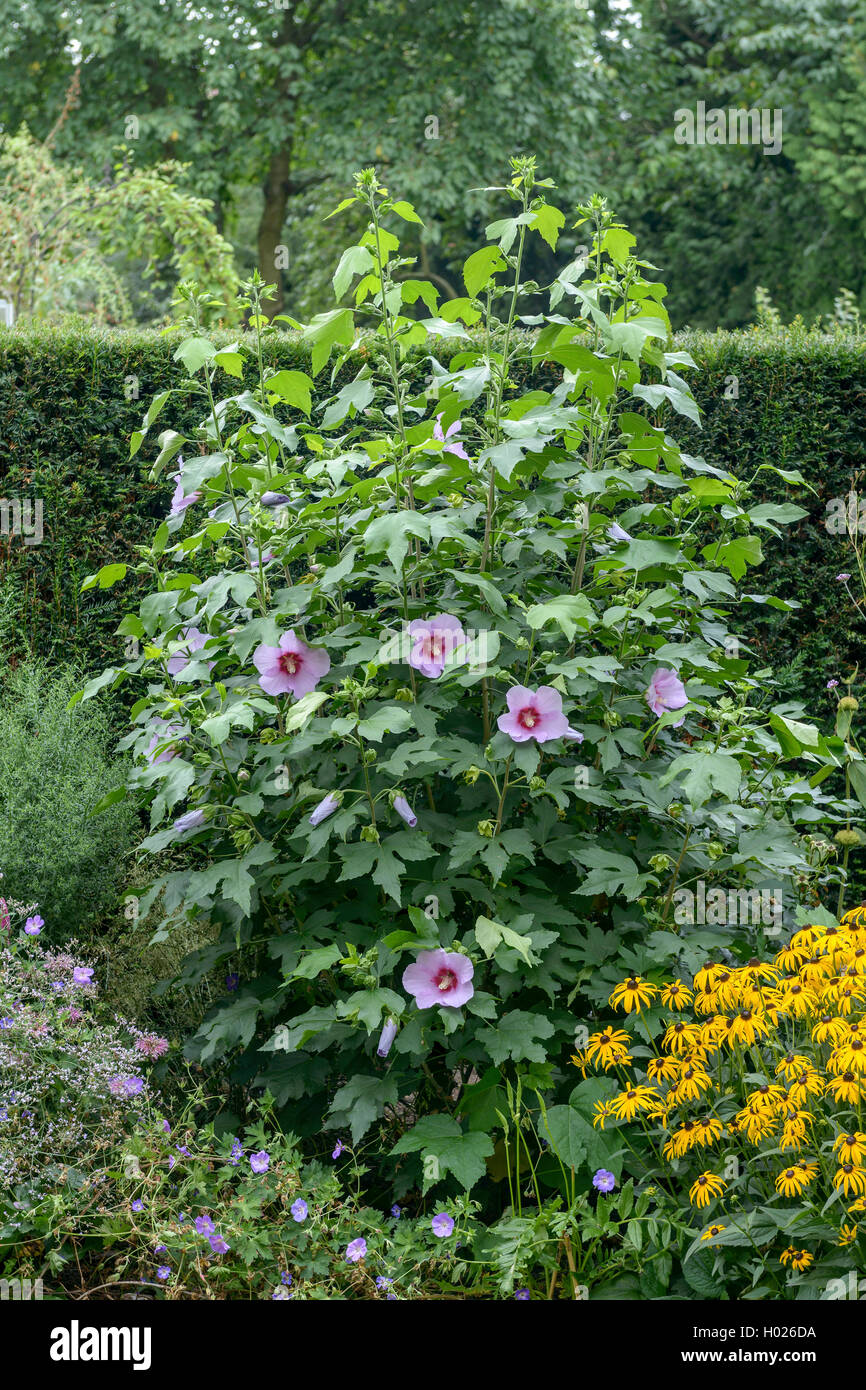 Hibiscus (Hibiscus 'Resi', Hibiscus resi), cultivar Resi, Germania, Sassonia Foto Stock