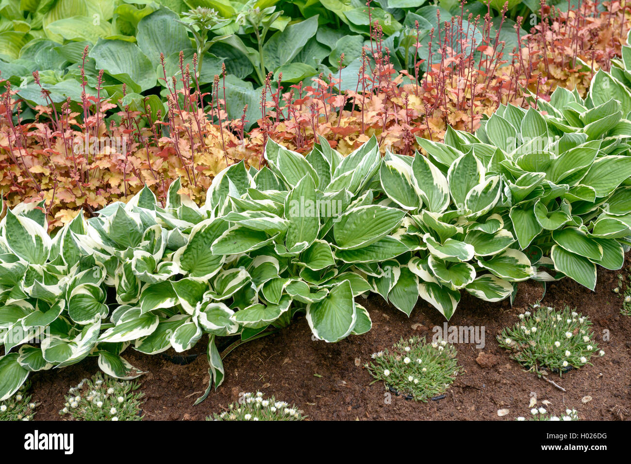 Piantaggine lily (Hosta 'Francee', Francee hosta), cultivar Francee Foto Stock