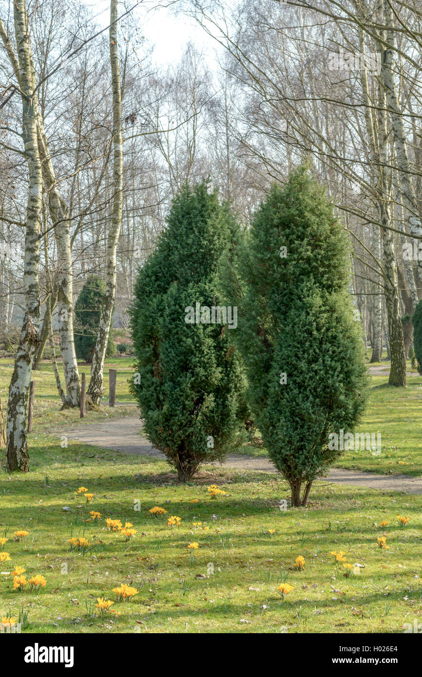 Il ginepro comune, Massa ginepro (Juniperus communis), in un parco, Germania, Berlino, Britzer Garten Foto Stock