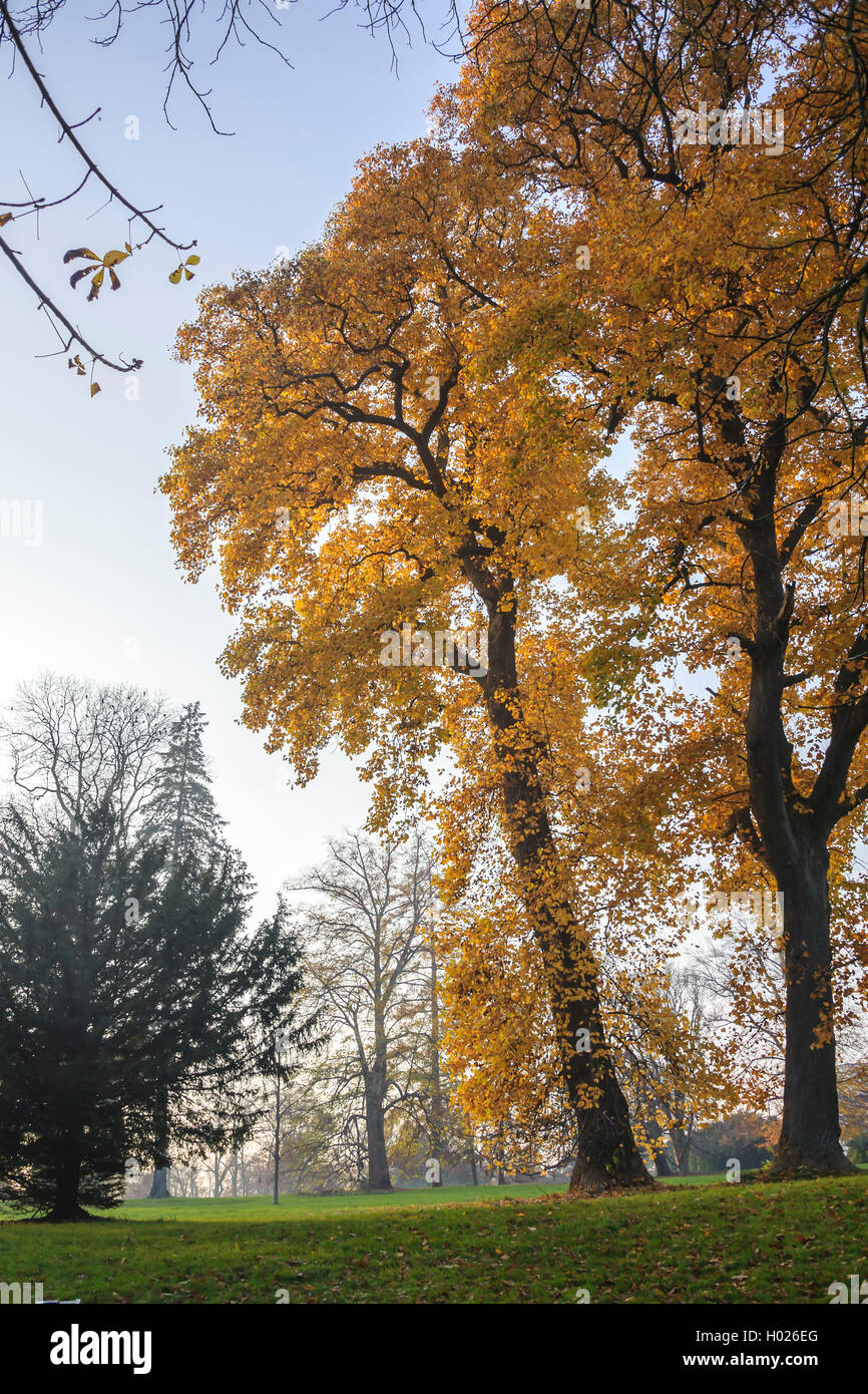 Tulip tree (Liriodendron Tulipifera), in autunno in un parco, Germania, Meclemburgo-Pomerania Occidentale Foto Stock