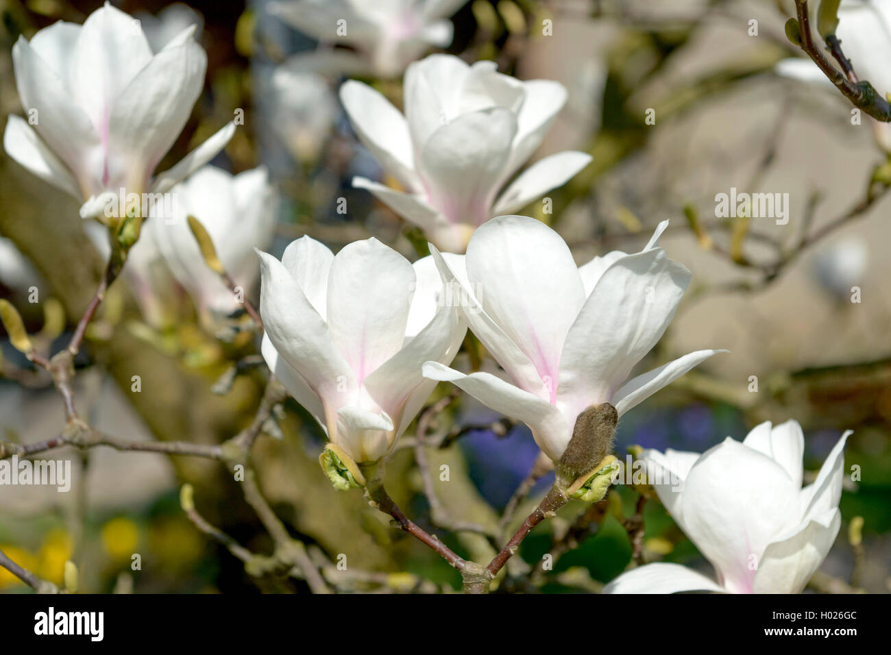 Magnolia (Magnolia 'Amabilis', Magnolia Amabilis), cultivar amabilis Foto Stock